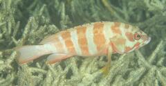 Epinephelus fasciatus