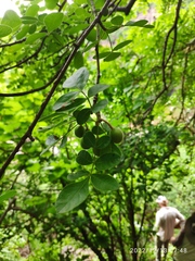 Commiphora marlothii