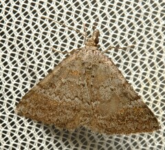 Dichromodes obtusata