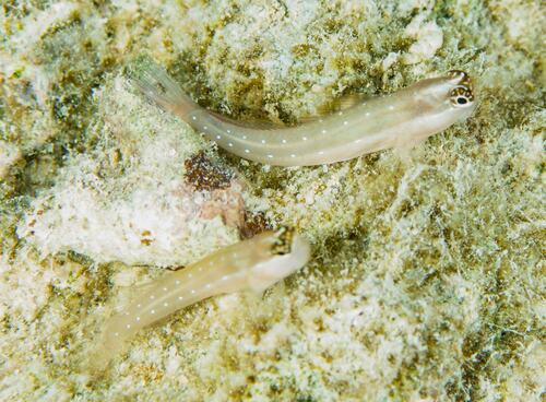 Many-toothed blenny (Ecsenius mandibularis) — Blenniidae — 2