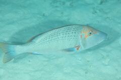 Lethrinus miniatus