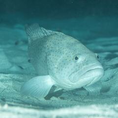 Epinephelus coioides