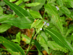 Commelina paludosa