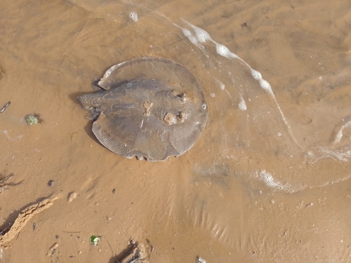 Porcupine river stingray (Potamotrygon hystrix) — Potamotrygonidae