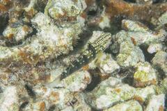 Amblygobius phalaena