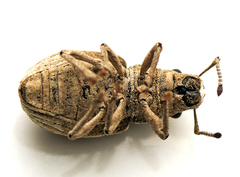 Eurymetopus birabeni