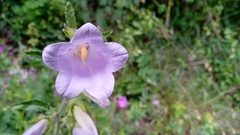 Campanula trachelium