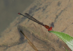 Pseudagrion pilidorsum