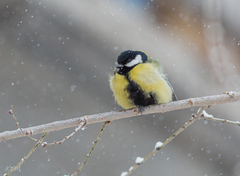 Parus major