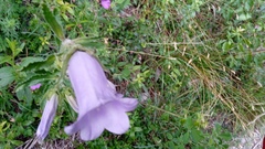 Campanula trachelium