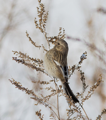 Carpodacus sibiricus