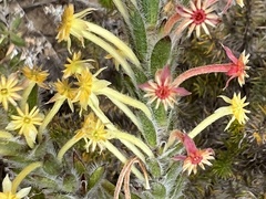 Struthiola tomentosa