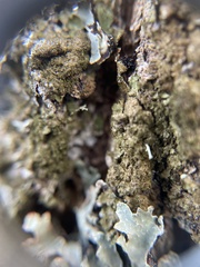 Melanelixia glabratula