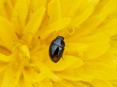 Coleoptera