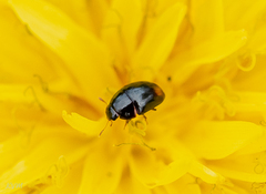 Coleoptera