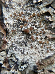 Lecanora