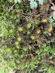 Polytrichum formosum
