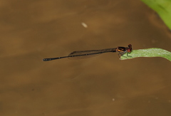 Prodasineura verticalis