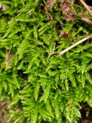 Eurhynchium striatum