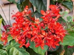 Clerodendrum splendens