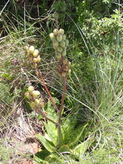 Aloe greatheadii davyana