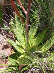 Aloe greatheadii davyana