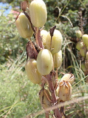 Aloe greatheadii davyana
