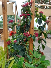 Clerodendrum splendens