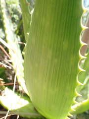 Aloe greatheadii davyana
