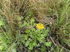 Arctotheca prostrata