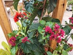 Clerodendrum splendens