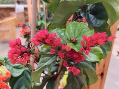 Clerodendrum splendens