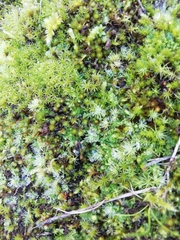 Tortella squarrosa