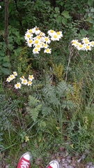 Tanacetum corymbosum