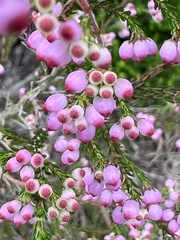 Erica gracilis