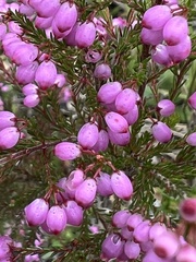 Erica gracilis