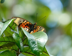 Pseudacraea boisduvalii