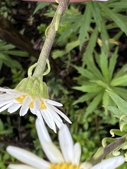 Osmitopsis osmitoides