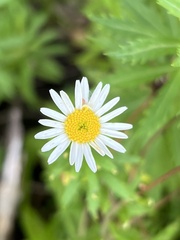 Osmitopsis osmitoides