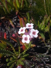 Erica ampullacea