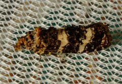 Scolioplecta comptana