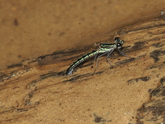 Libellago semiopaca