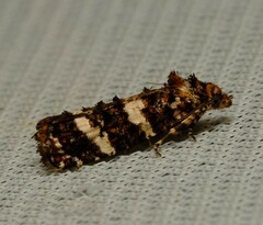 Scolioplecta comptana