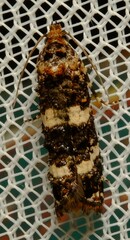 Scolioplecta comptana