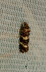 Scolioplecta comptana