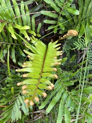 Blechnum capense