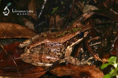 Odorrana exiliversabilis