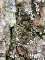 Melanelixia glabratula