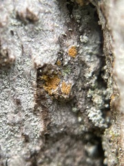 Zwackhia sorediifera