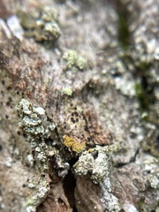 Zwackhia sorediifera